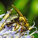 20230719 2467CPw [D~LIP] Kugeldistel, Sandbiene (Andrena nitida), Bad Salzuflen