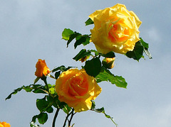 Gialle  rose