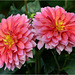 Duo de dahlias 2015