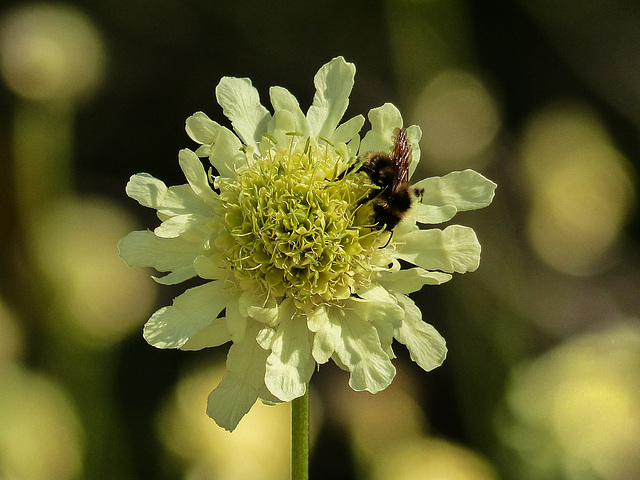 Yellow Scabious with bee and bokeh