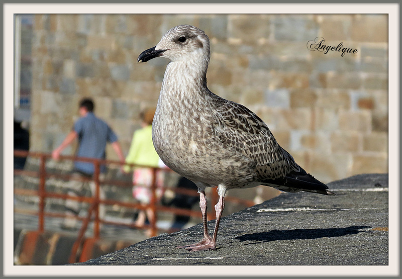 Une demoiselle sur les remparts de ST Malo !