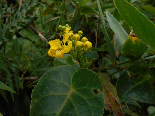 DSCN5317 - chuva-de-ouro Stigmatophyllon ciliatum, Malpighiaceae