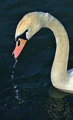 Swan