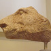 Head of a Boar from the Temple of Athena Alea in the National Archaeological Museum of Athens, May 2014