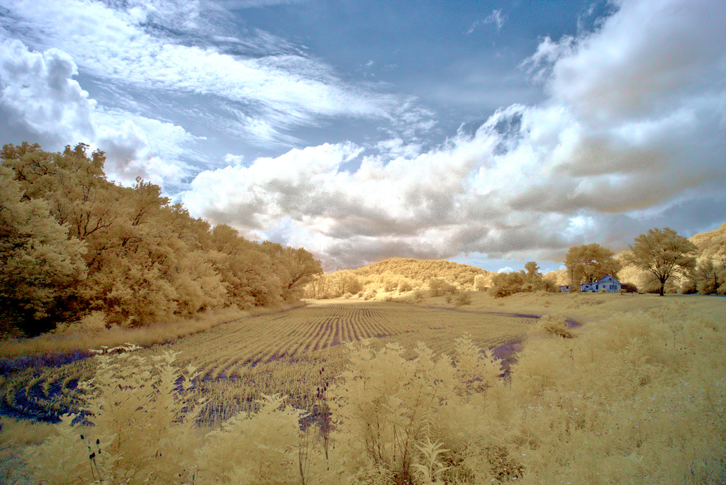 Amber waves of grain-to-be