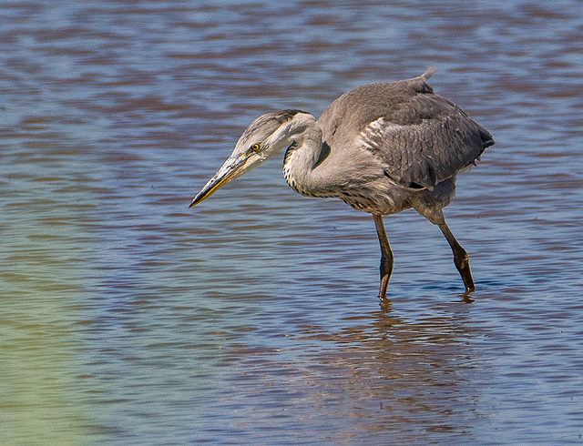 Heron.3e3jpg