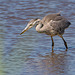 Heron.3e3jpg