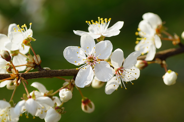 Mirabellenblüten