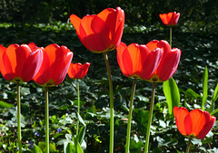 Tulpen im Abendlicht