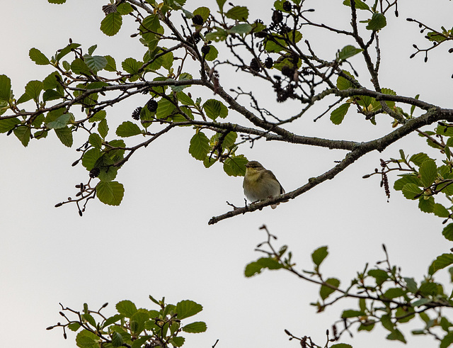 Willow warbler