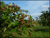 berries in the making