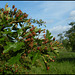 berries in the making