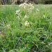 Wiesen-Kerbel (Anthriscus sylvestris)