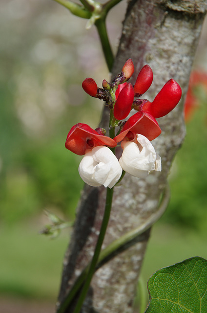 Runner bean flowers