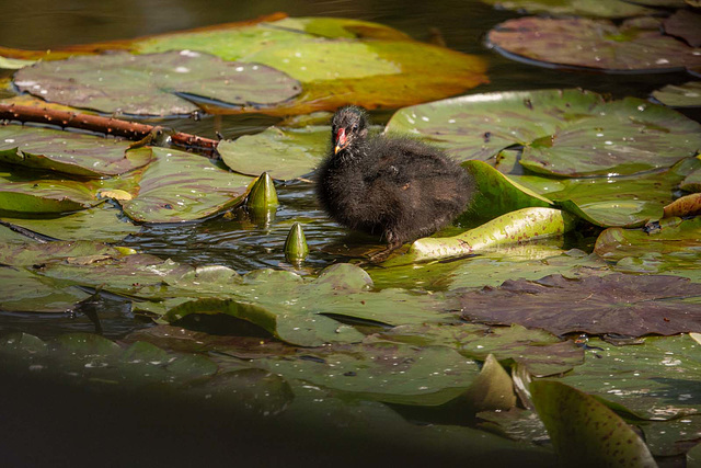 Moorhen chick