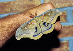 an American  Polyphemos Moth ♂