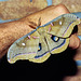 an American  Polyphemos Moth ♂