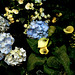 Flowers at the National Gallery fountain