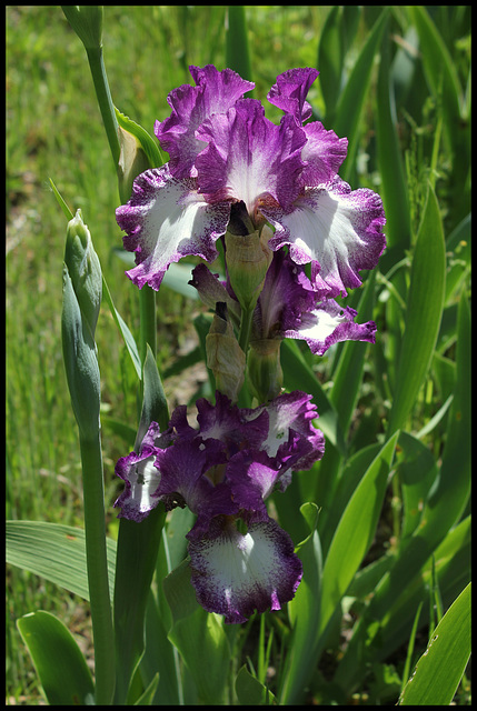 Iris Mariposa Autumn (1)