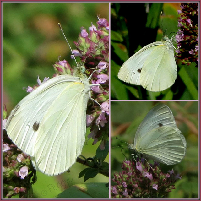 Cabbage White 2015 ..