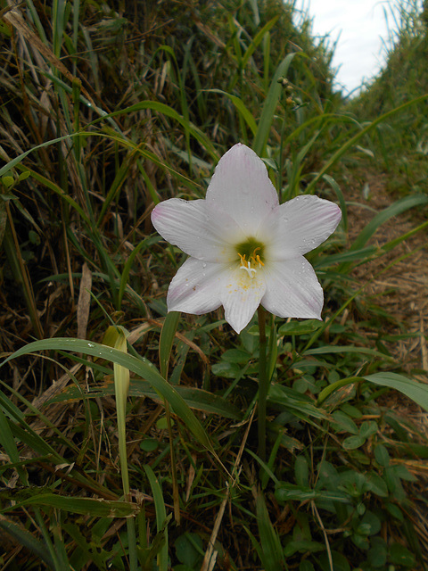 DSCN5318 - lírio-dos-ventos Habranthus (ex-Zephyranthes) robustus, Amaryllidaceae