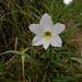 DSCN5318 - lírio-dos-ventos Habranthus (ex-Zephyranthes) robustus, Amaryllidaceae