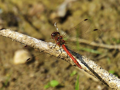 Ruddy Darter m (Sympetrum sanguinem) DSB 1432