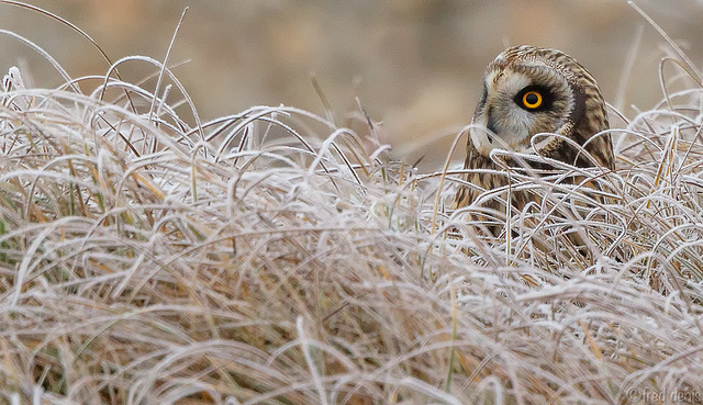 Hibou des marais 2017-1-2