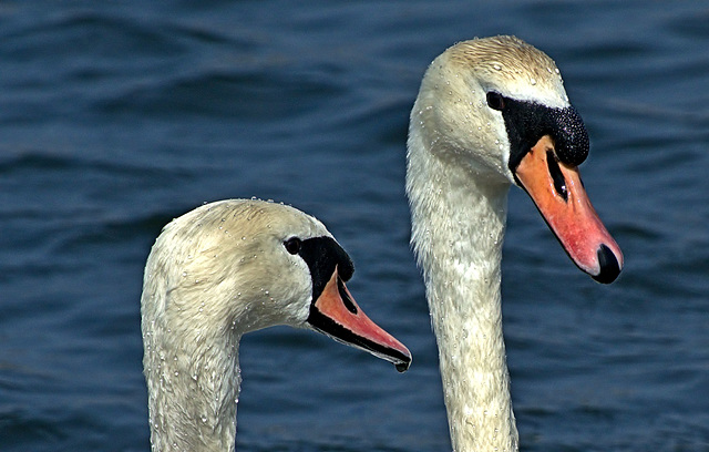 Swans