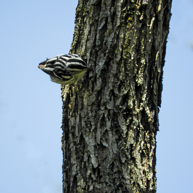 Black-and-white Warbler