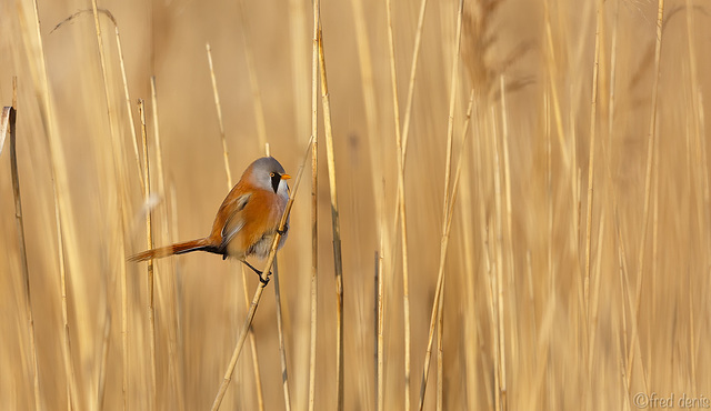 Panure à moustaches Panurus biarmicus - Bearded Reedling 2019