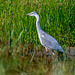 Heron112