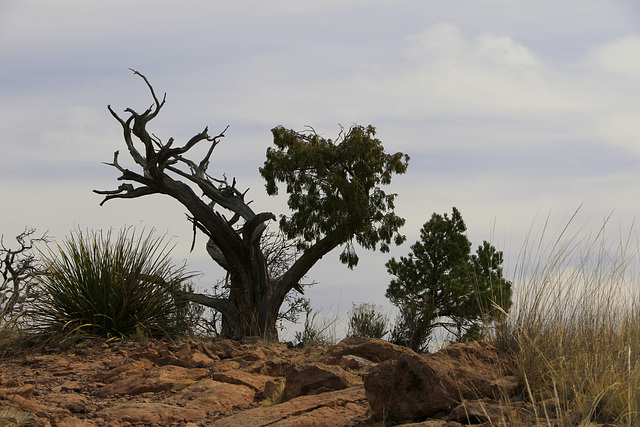 South Rim