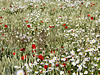 Korn, wilde Kamille und Mohn
