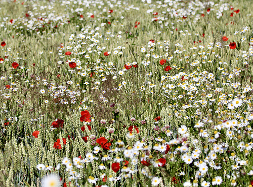 Korn, wilde Kamille und Mohn