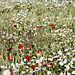Korn, wilde Kamille und Mohn