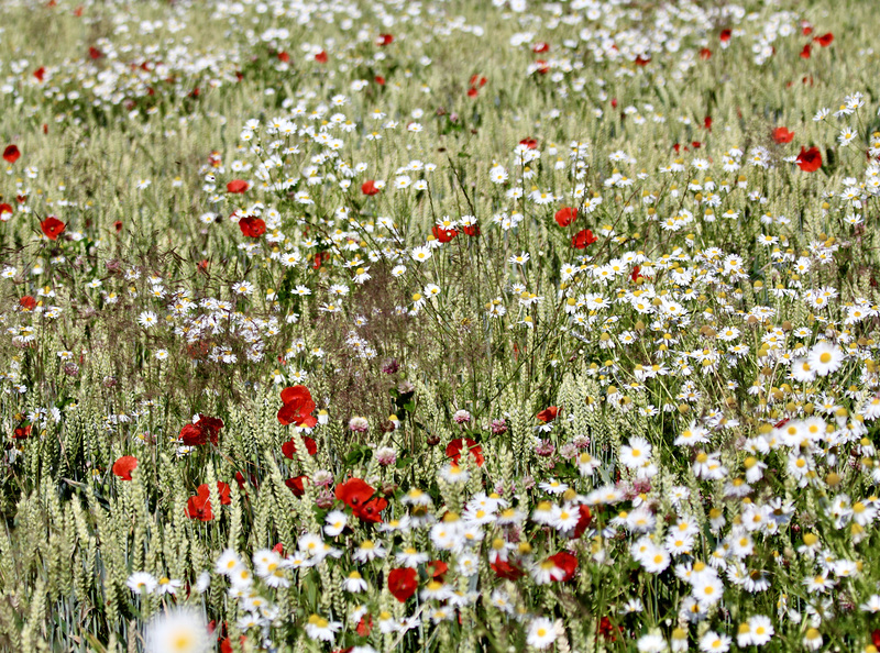 Korn, wilde Kamille und Mohn