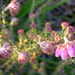 Calluna vulgaris (dopheide)