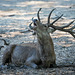 P9153282 Cerf - Je me repose un peu - Mais je Brame quand meme Ipernity Web 01