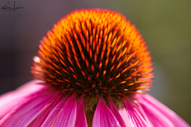 Echinacea