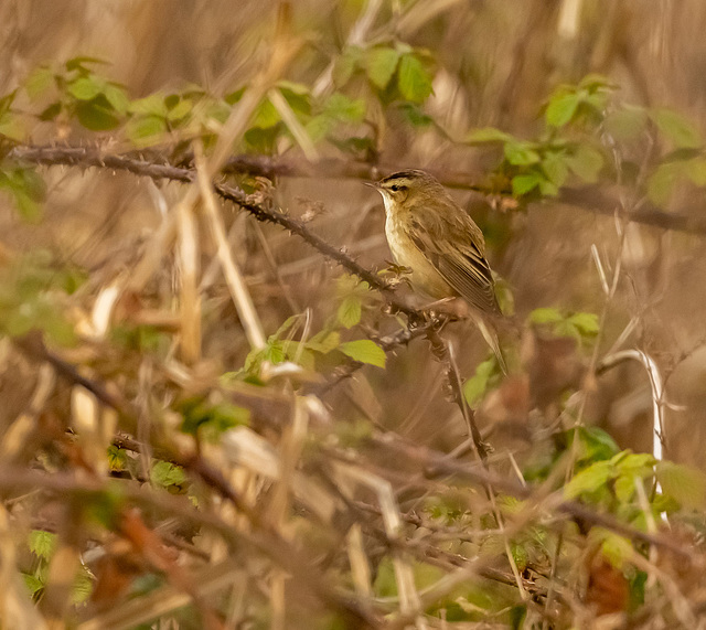 Sedge warbler