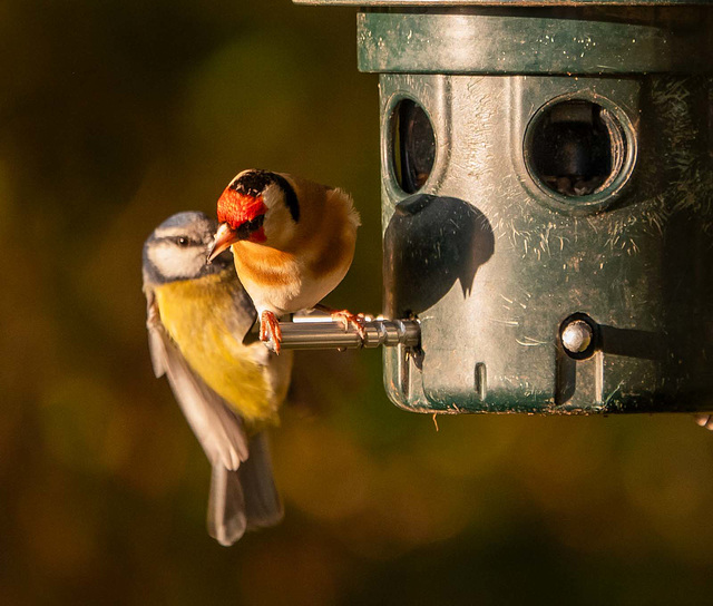 Goldfinch