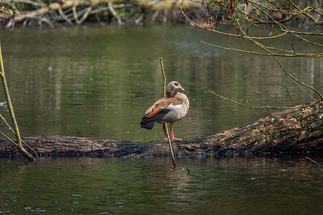 Egyptian goose