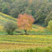 In den Weinbergen