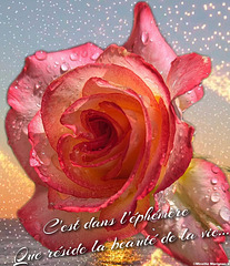 La rose Léo Ferré