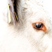 Little White Bull