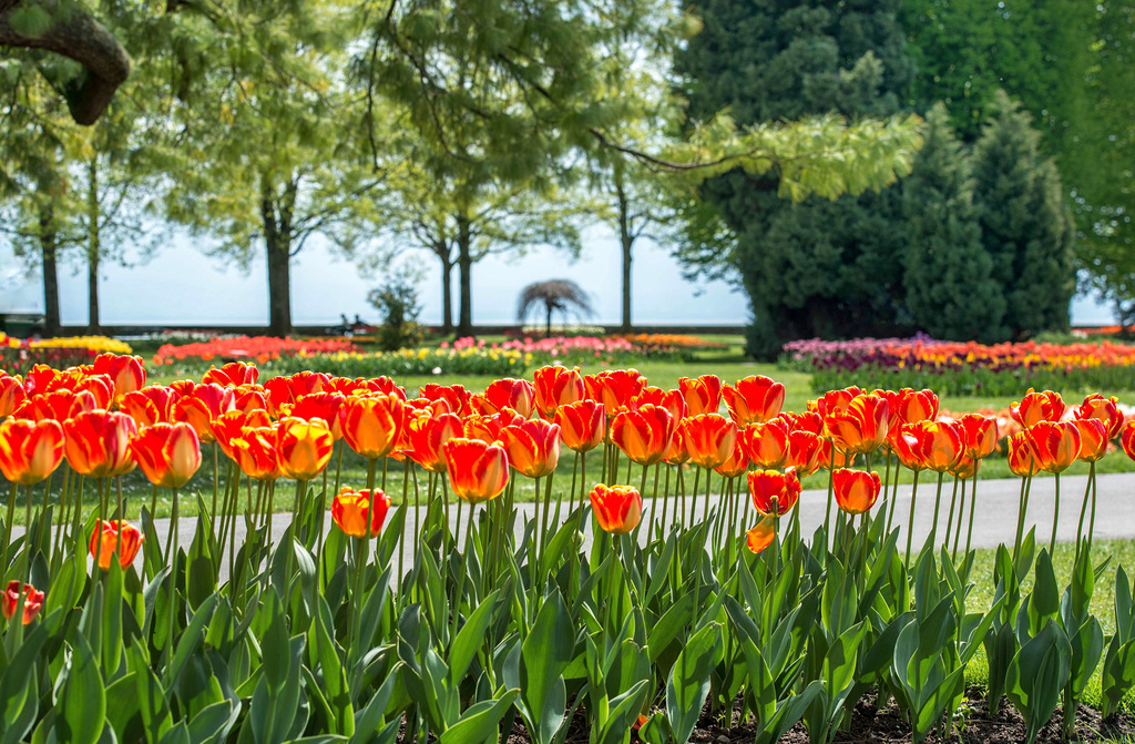 Fête de la tulipe