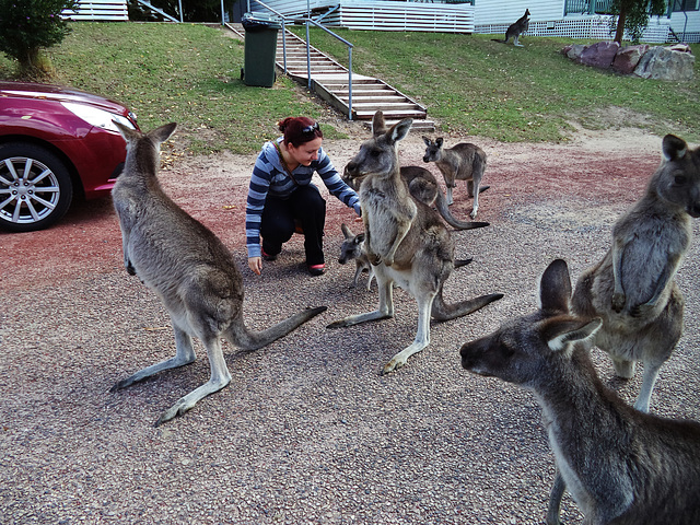 friendly kangaroos