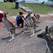 friendly kangaroos