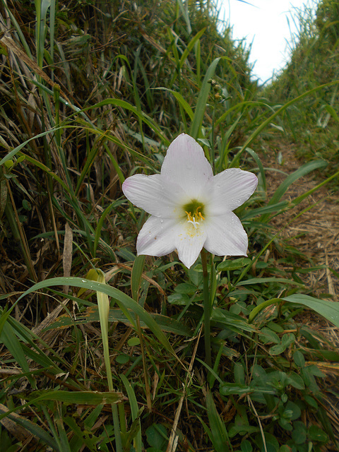 DSCN5319 - lírio-dos-ventos Habranthus (ex-Zephyranthes) robustus, Amaryllidaceae